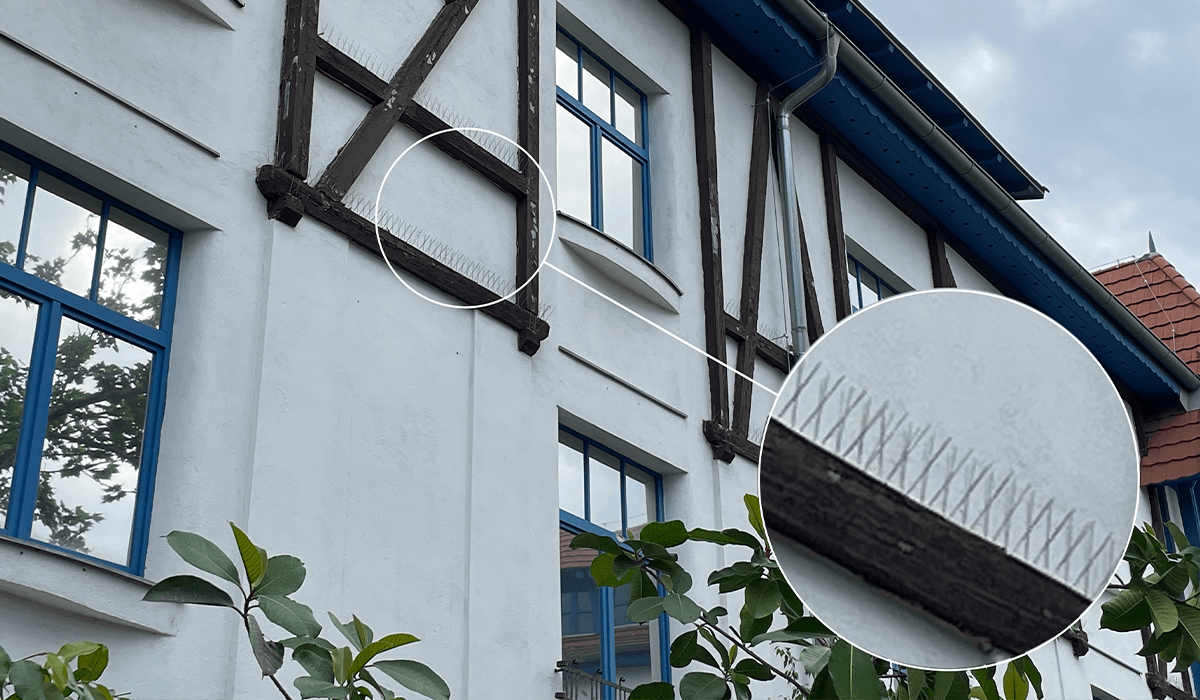 Főoldal 5 madartuske-galamb-riaszto-fovaroi-allatkert